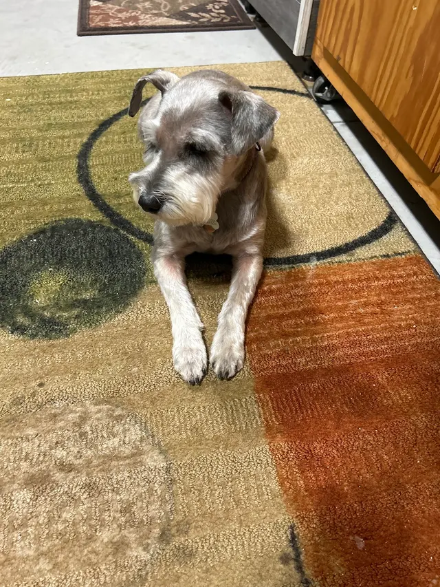Metz Dog Grooming — customer photo 5