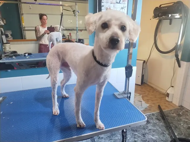 Metz Dog Grooming — customer photo 3