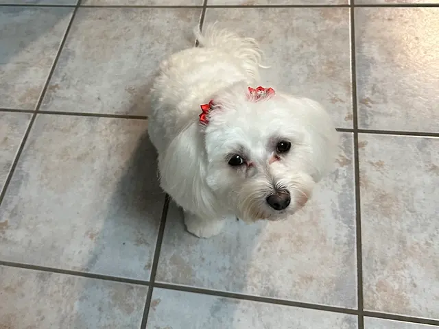 Metz Dog Grooming — customer photo 7
