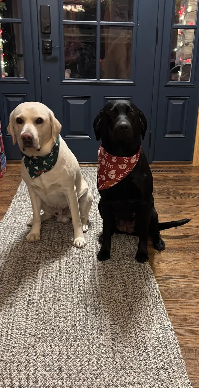 Metz Dog Grooming — customer photo 12