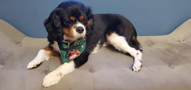 Metz Dog Grooming — customer photo 10