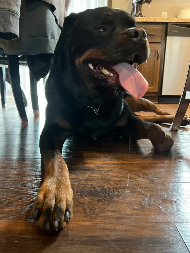 Metz Dog Grooming — customer photo 8