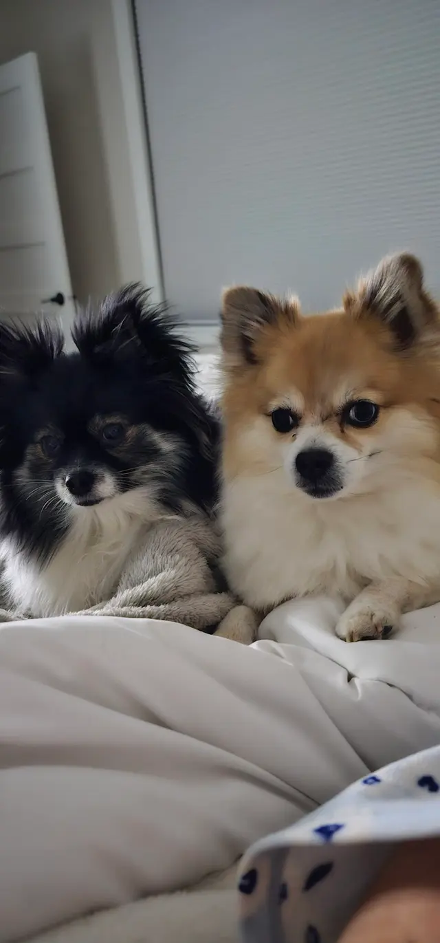 Customer photo of work by Metz Dog Grooming, from Candy Dawson's review
