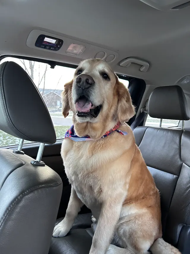 Metz Dog Grooming — customer photo 6
