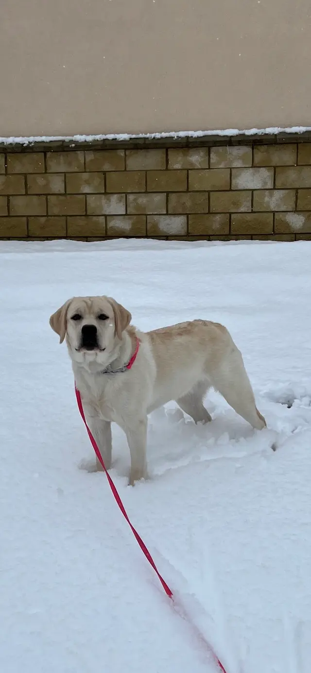 AQK9 — customer photo 12