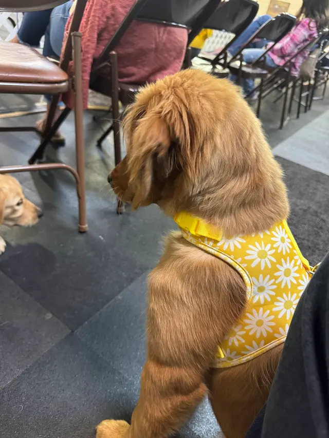 Total Recall School for Dogs — customer photo 8