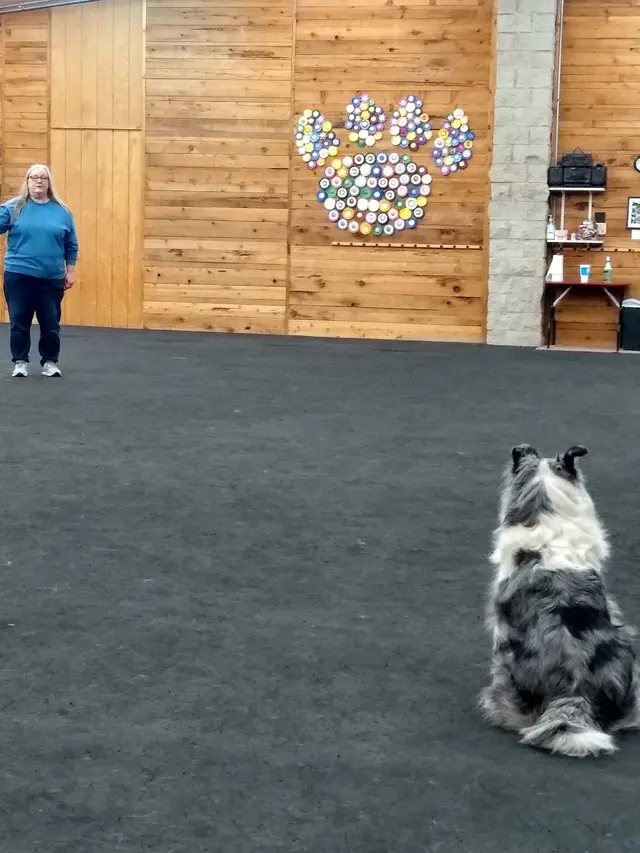 Total Recall School for Dogs — customer photo 7