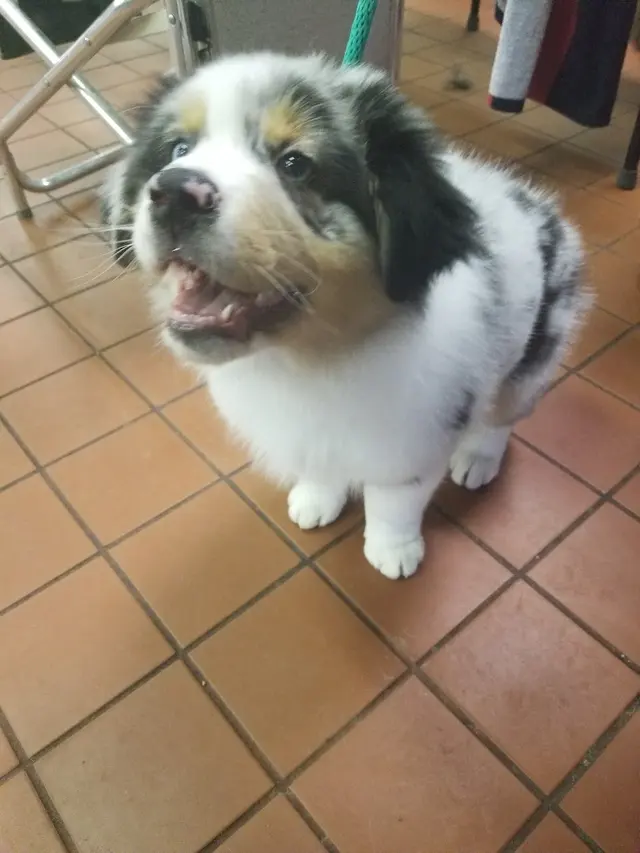 Total Recall School for Dogs — customer photo 4