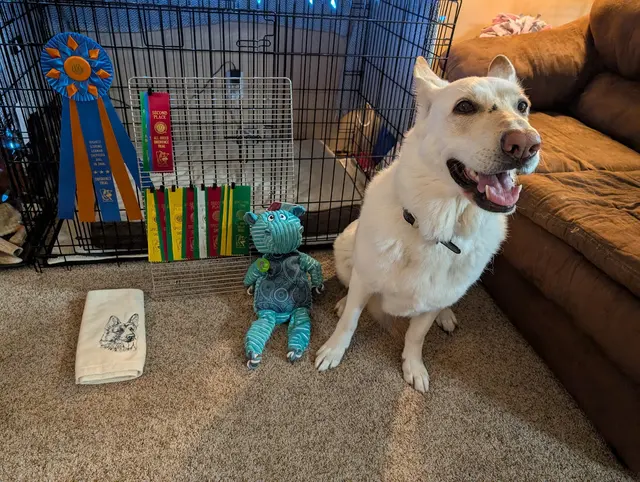 Total Recall School for Dogs — customer photo 3