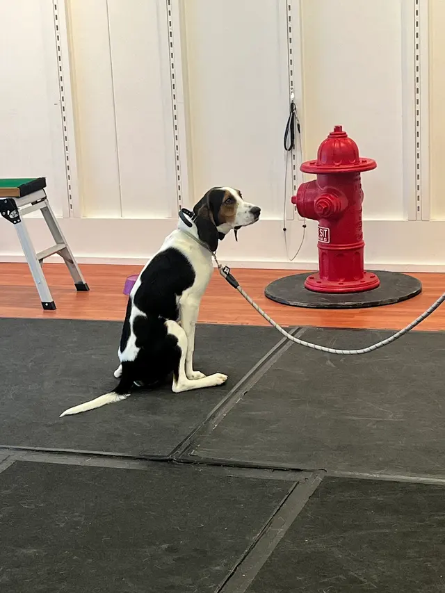 Sit Means Sit Dog Training - East Central Minnesota — customer photo 2