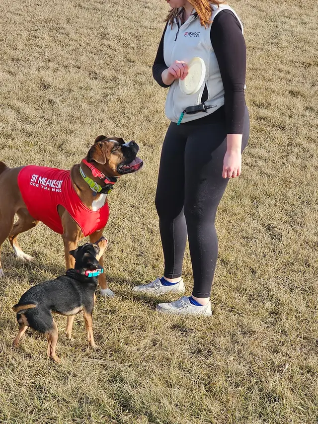 Sit Means Sit Dog Training - East Central Minnesota — photo from the business 9