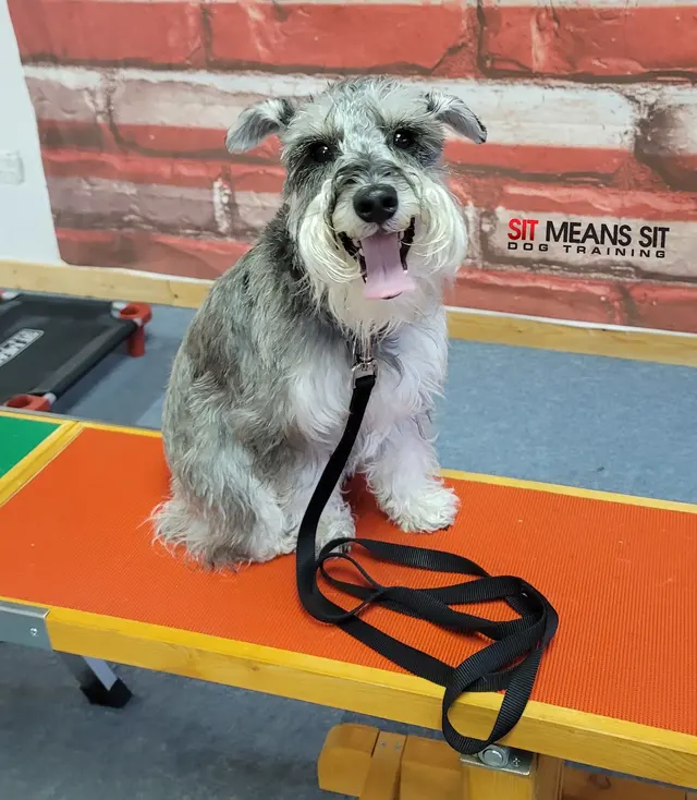 Sit Means Sit Dog Training - East Central Minnesota — customer photo 8