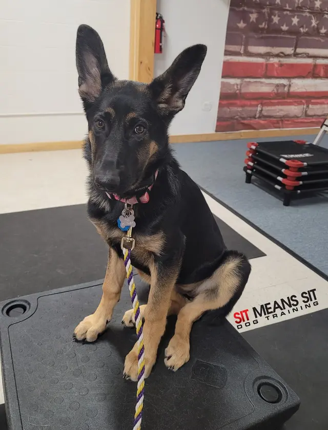 Sit Means Sit Dog Training - East Central Minnesota — customer photo 1