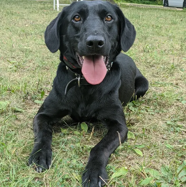 Sit Means Sit Dog Training - East Central Minnesota — photo from the business 12