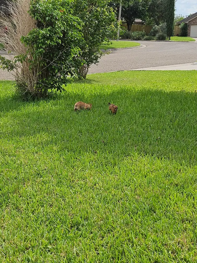 Precision Lawn Care — customer photo 11