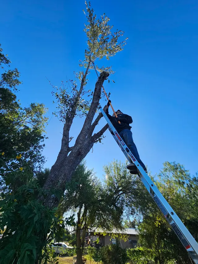 Flores Lawn Services — photo from the business 2