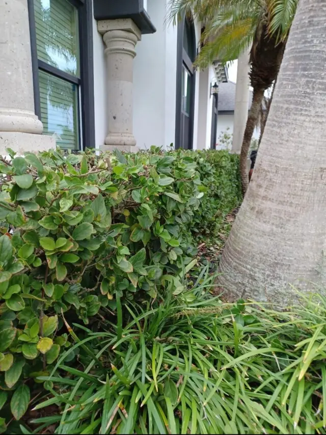 Elite Cuts Lawn Care — photo from the business 3