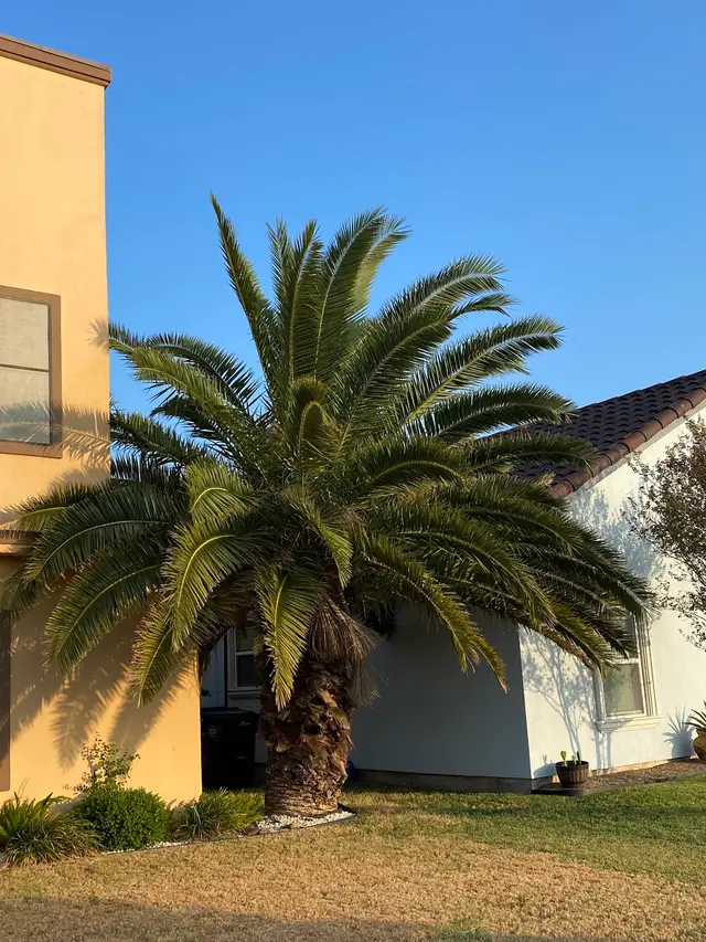 Ace's lawn care — photo from the business 4