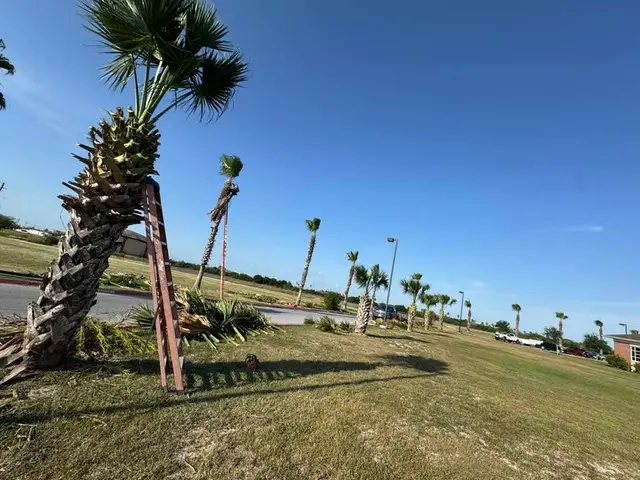 DLT Lawncare — photo from the business 6
