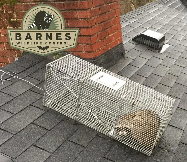 Barnes Wildlife Control — photo from the business 4