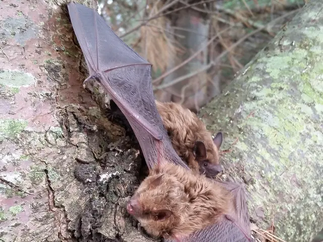 Barnes Wildlife Control — photo from the business 6