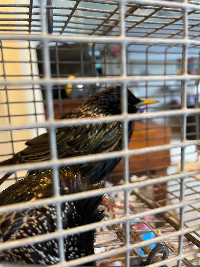 Barnes Wildlife Control — customer photo 9