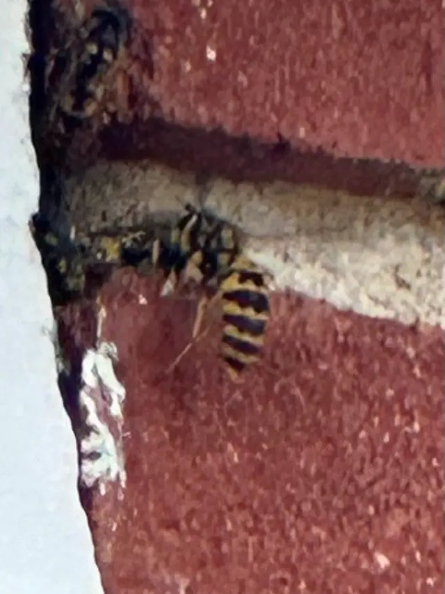 Dayton's Hometown Pest Control LLC. — customer photo 1