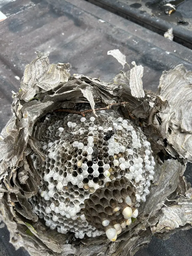 Rich's Pest Control — customer photo 6