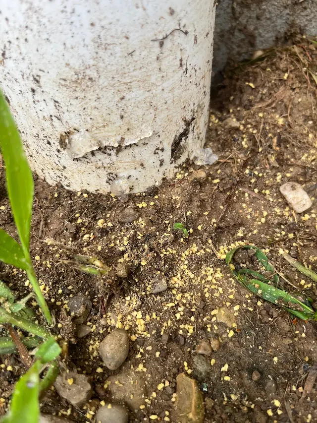 Rich's Pest Control — photo from the business 3