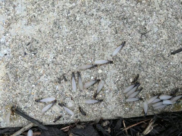 Rich's Pest Control — photo from the business 4