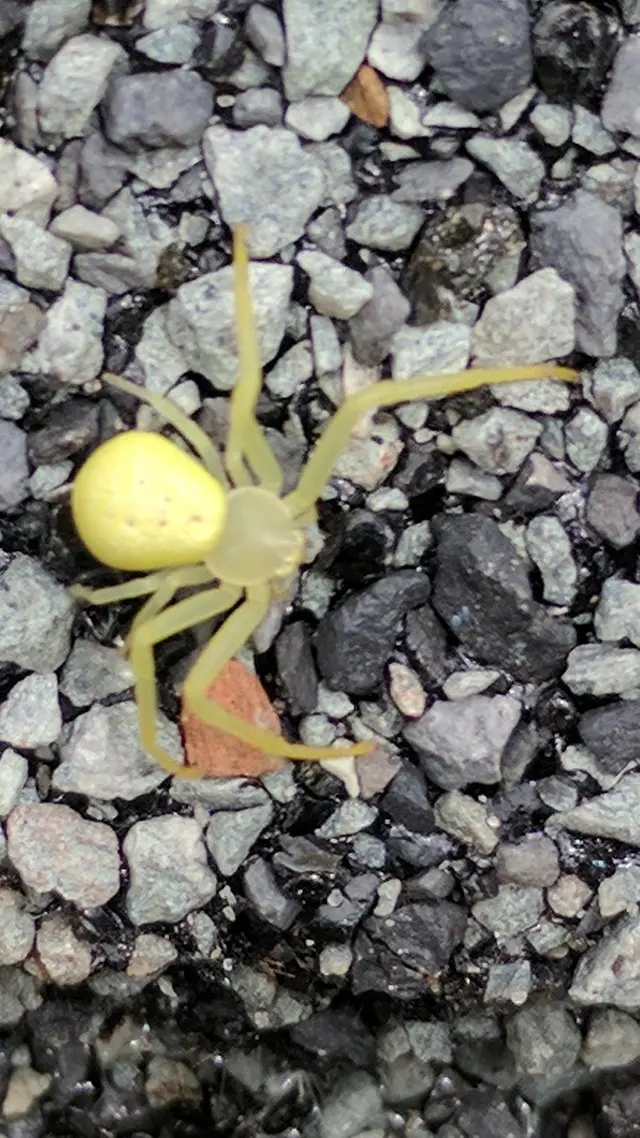 Rich's Pest Control — photo from the business 11