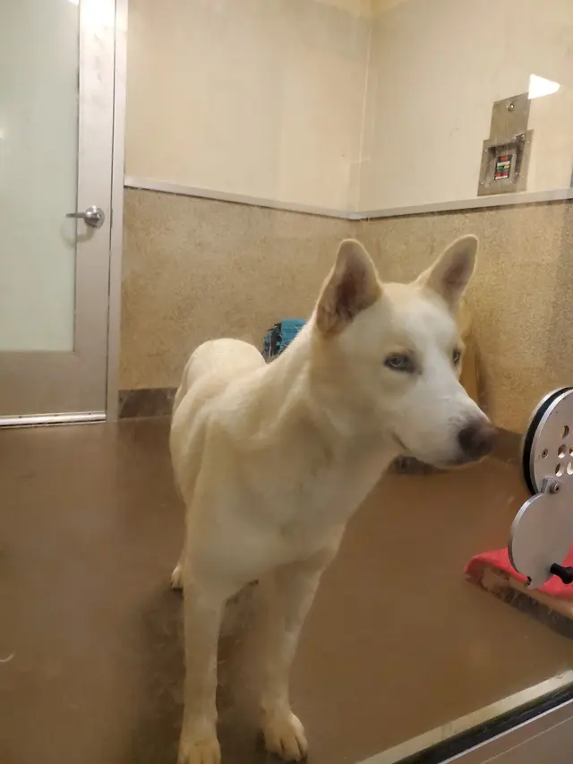 Peninsula Humane Society & SPCA Adoption Center — customer photo 10