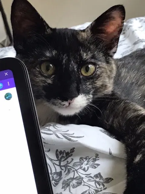 Peninsula Humane Society & SPCA Adoption Center — customer photo 7