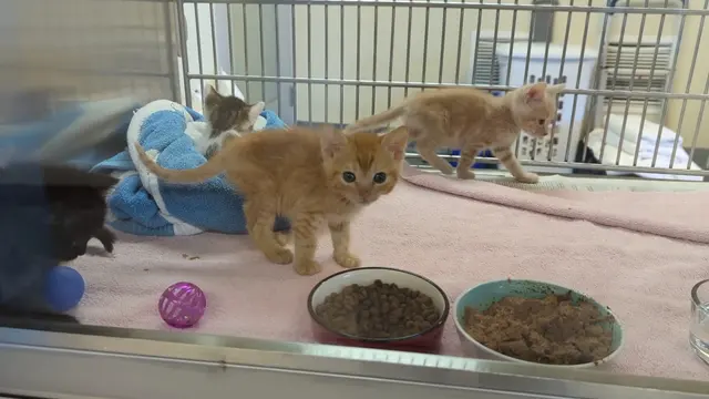 Peninsula Humane Society & SPCA Adoption Center — customer photo 8