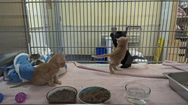 Peninsula Humane Society & SPCA Adoption Center — customer photo 9