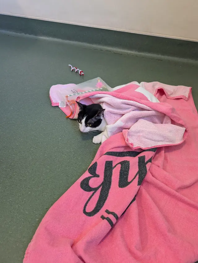 Peninsula Humane Society & SPCA Adoption Center — customer photo 6