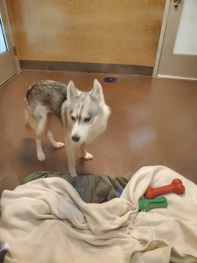 Peninsula Humane Society & SPCA Adoption Center — customer photo 11