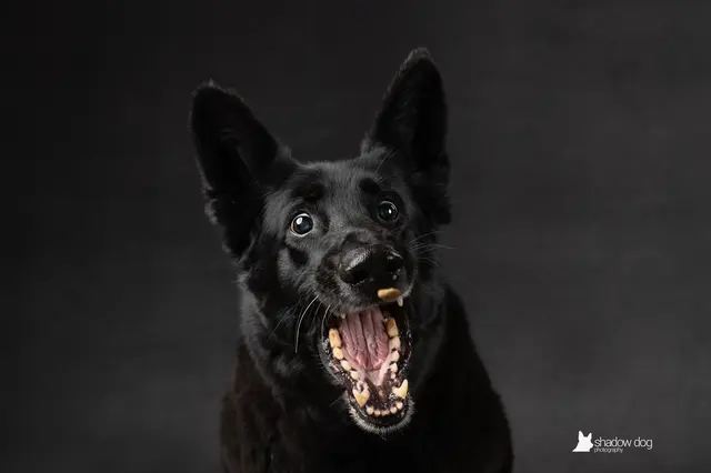 Shadow Dog Photography — photo from the business 10