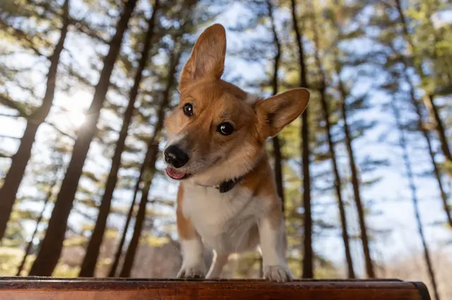 Shadow Dog Photography — photo from the business 5