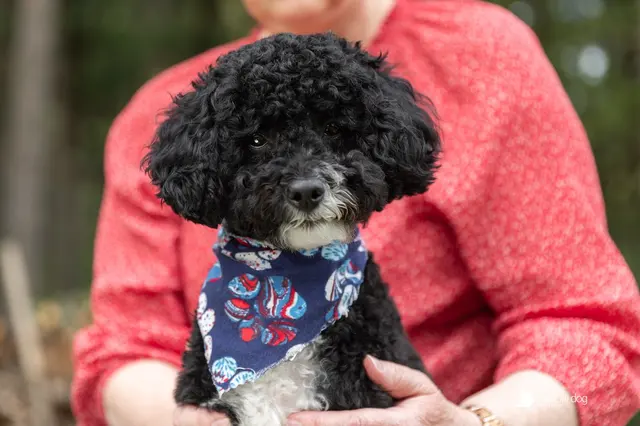 Shadow Dog Photography — photo from the business 8