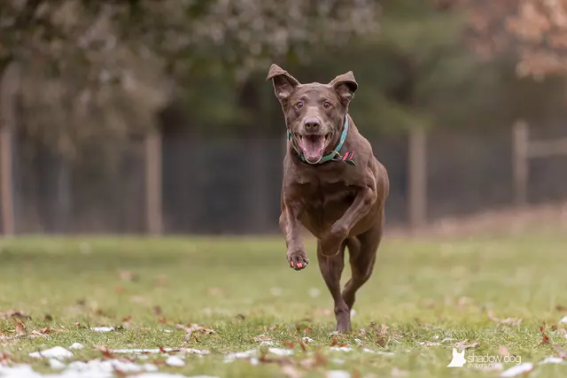 Shadow Dog Photography — customer photo 6