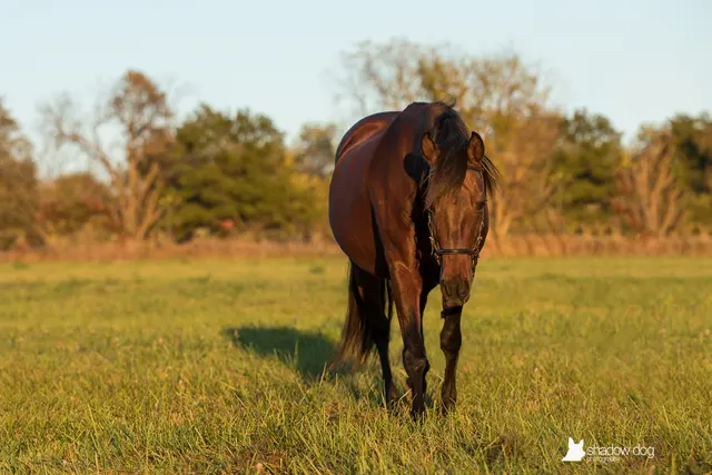 Shadow Dog Photography — photo from the business 12