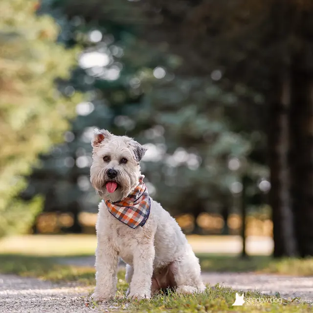 Shadow Dog Photography — customer photo 9