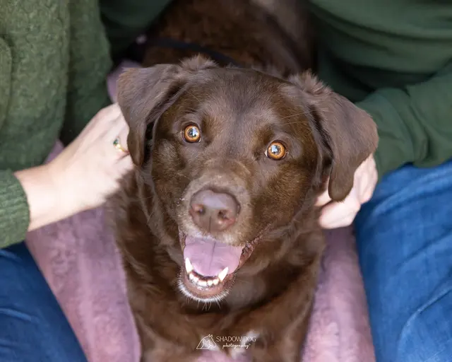 Shadow Dog Photography — photo from the business 7