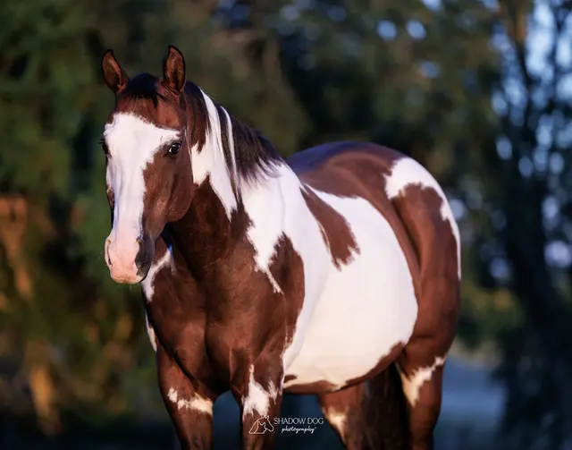 Customer photo of work by Shadow Dog Photography, from Lisa Kalish's review