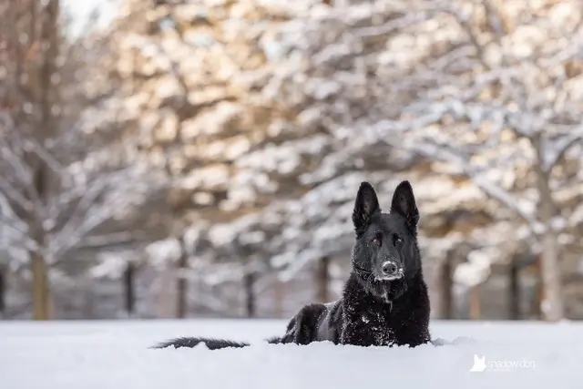 Shadow Dog Photography — photo from the business 3