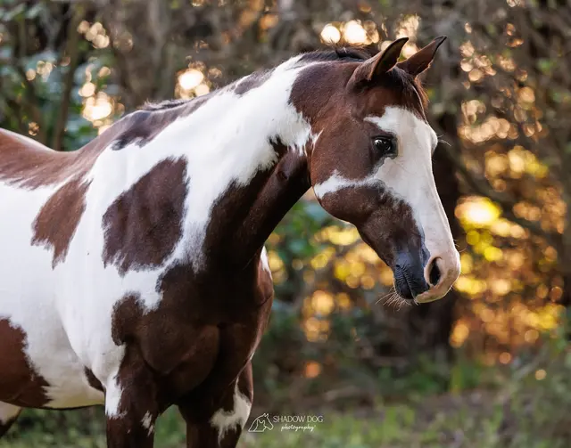 Customer photo of work by Shadow Dog Photography, from Lisa Kalish's review