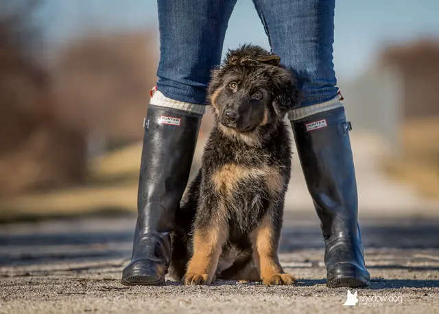 Shadow Dog Photography — photo from the business 11