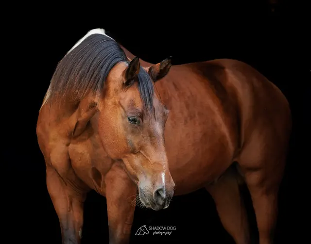 Customer photo of work by Shadow Dog Photography, from Lisa Kalish's review