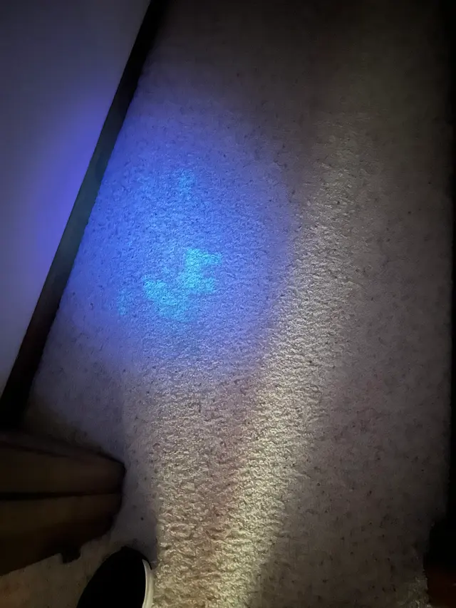 Xcellent Care carpet cleaning — photo from the business 11